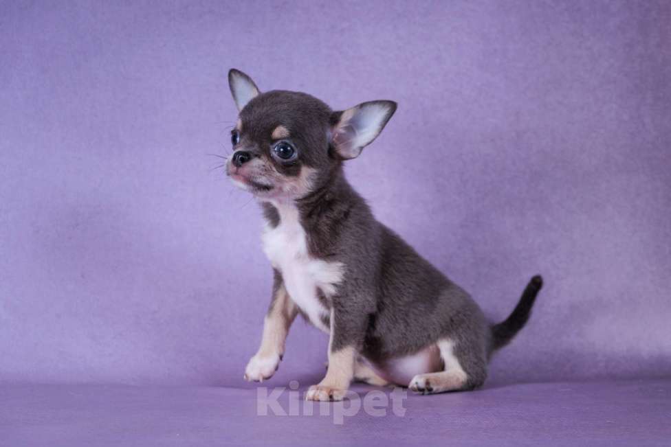 Собаки в Москве: Малышка голубого окраса Девочка, 85 000 руб. - фото 3