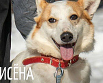 Собаки в Москве: Лисена Девочка, Бесплатно - фото 2