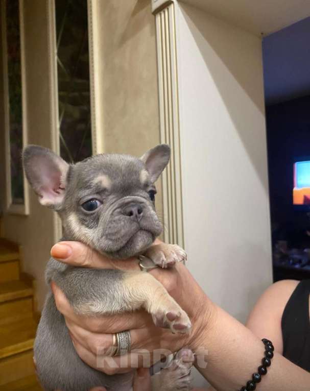 Собаки в других городах Московской области: Щенки французского бульдога  Девочка, 50 000 руб. - фото 2