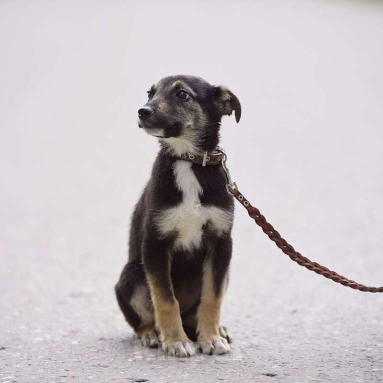 Собаки в Москве: Крошечная собачка Мими в добрые руки Девочка, 1 руб. - фото 2