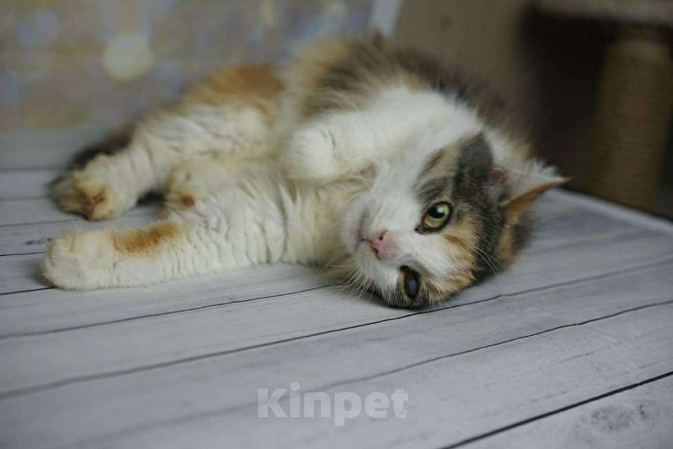 Кошки в Мичуринске: Муся 2 года спокойная, 100 руб. - фото 1