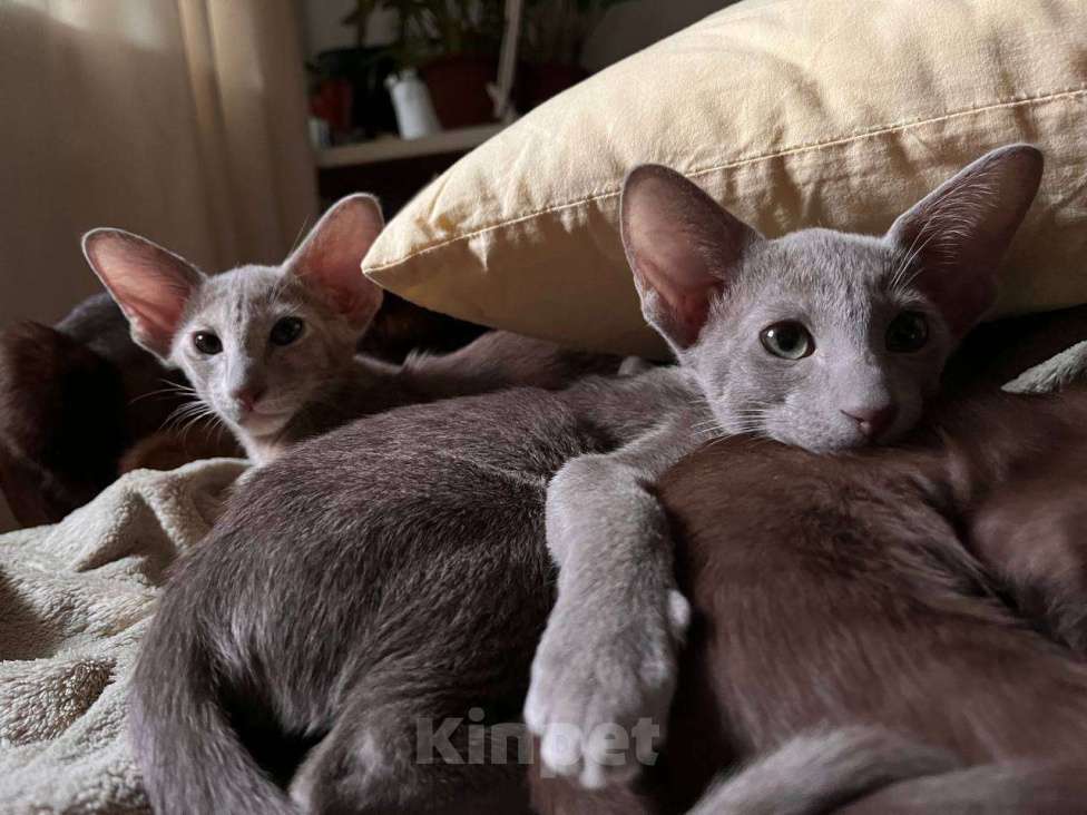 Кошки в Москве: Ориентальный котенок Девочка, 65 000 руб. - фото 3