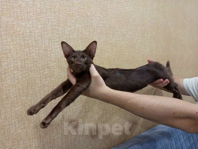 Кошки в Екатеринбурге: Ориентальные длинношерстные парни Мальчик, 50 000 руб. - фото 1