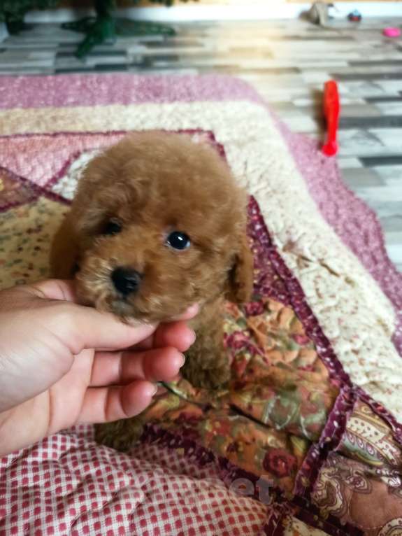 Собаки в Москве: Мальчик абрикосовый Мальчик, 30 000 руб. - фото 2