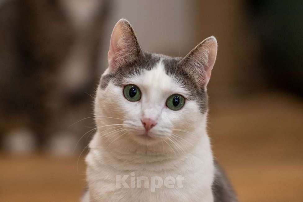 Кошки в Москве: Алиса Девочка, Бесплатно - фото 10