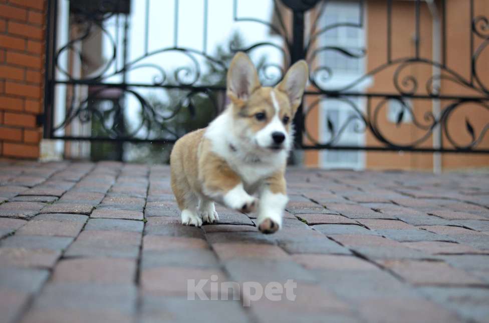 Собаки в Москве: Щенки вельш корги пемброк Девочка, 60 000 руб. - фото 2
