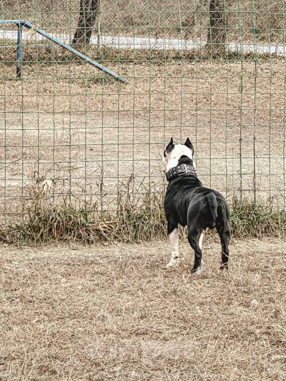 Собаки в Новосибирске: Ищу суку для вязки своему кобелю  Мальчик, Бесплатно - фото 5