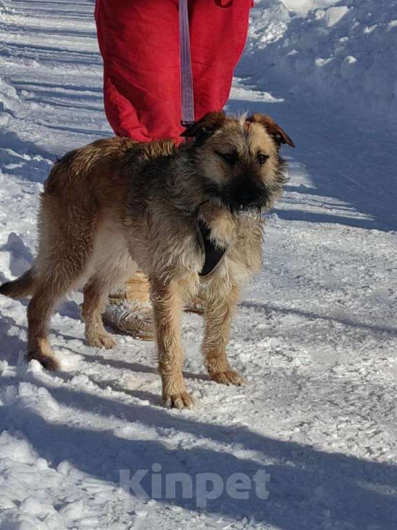 Собаки в Москве: Пальма 2 года! Девочка, Бесплатно - фото 2