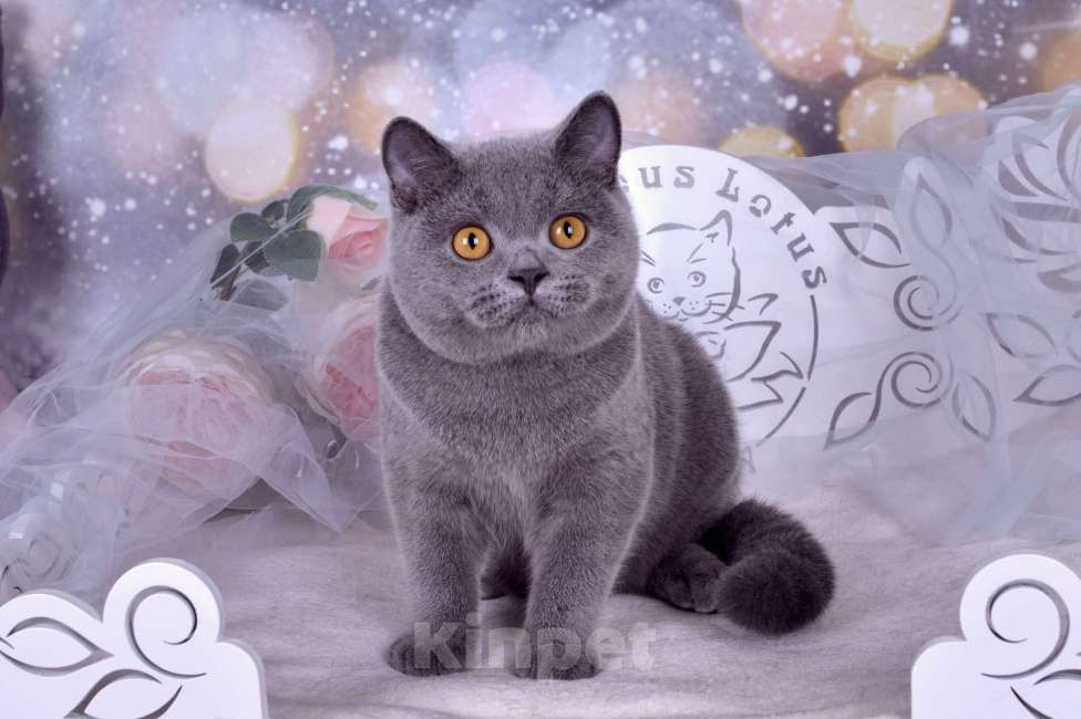 Кошки в Санкт-Петербурге: Британский котик классического голубого окраса Мальчик, 55 000 руб. - фото 3