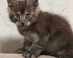 Кошки в Сальске: Котенок мейн кун Мальчик, 25 000 руб. - фото 2