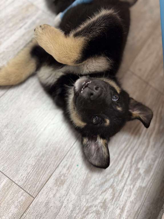 Собаки в Москве: Щенок в добрые руки  Девочка, Бесплатно - фото 5