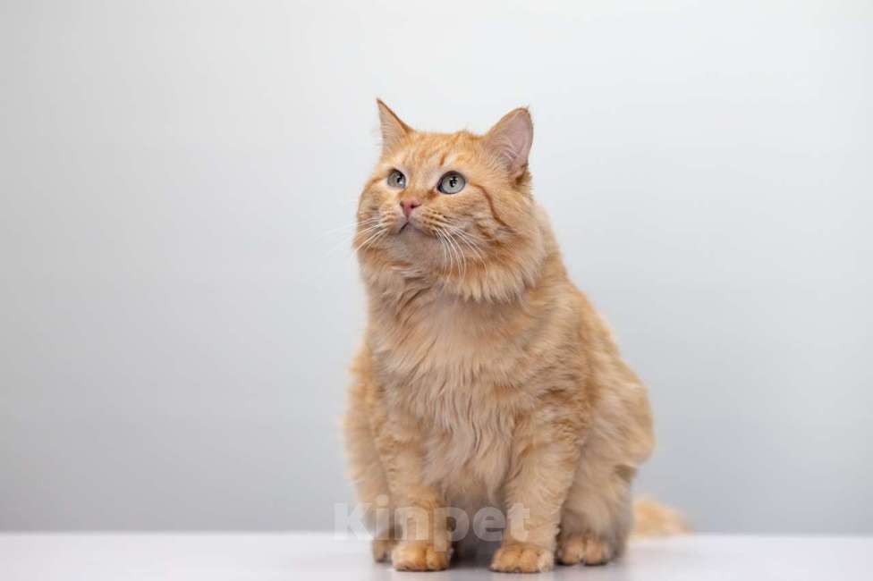 Кошки в Москве: Кот Артишок в добрые руки Мальчик, Бесплатно - фото 2