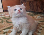 Кошки в Мичуринске: Персиковая кошечка Девочка, 1 руб. - фото 1