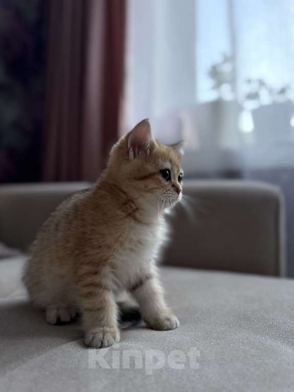 Кошки в Мытищах: Малыш Мальчик, 25 000 руб. - фото 3