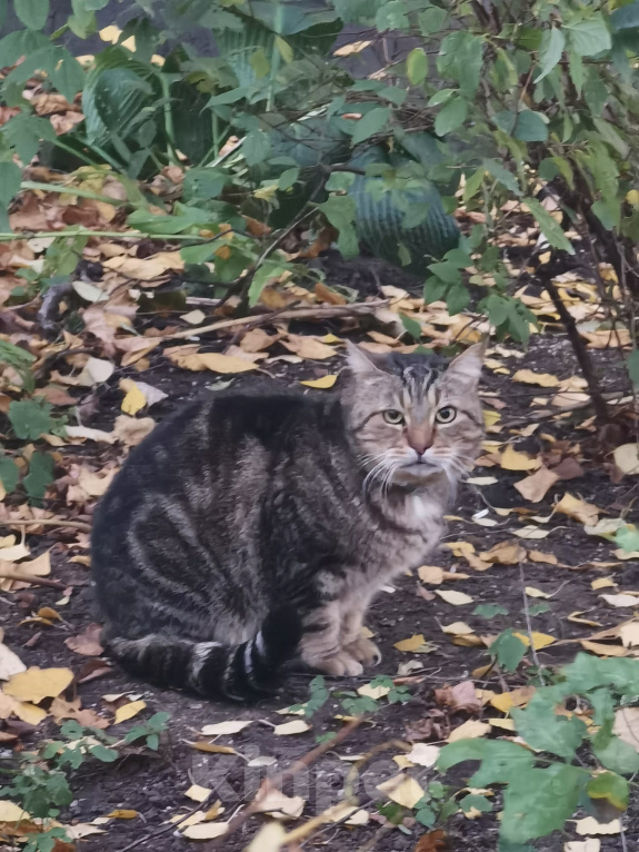 Кошки в Москве: Найден кот Мальчик, Бесплатно - фото 1