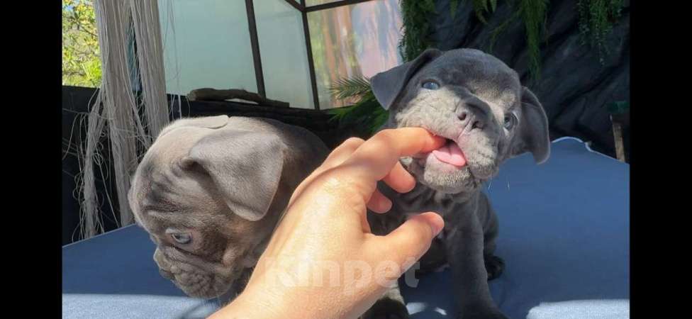 Собаки в Донецке: мальчик и девочка французский бульдог щенки лиловый Девочка, 70 000 руб. - фото 1