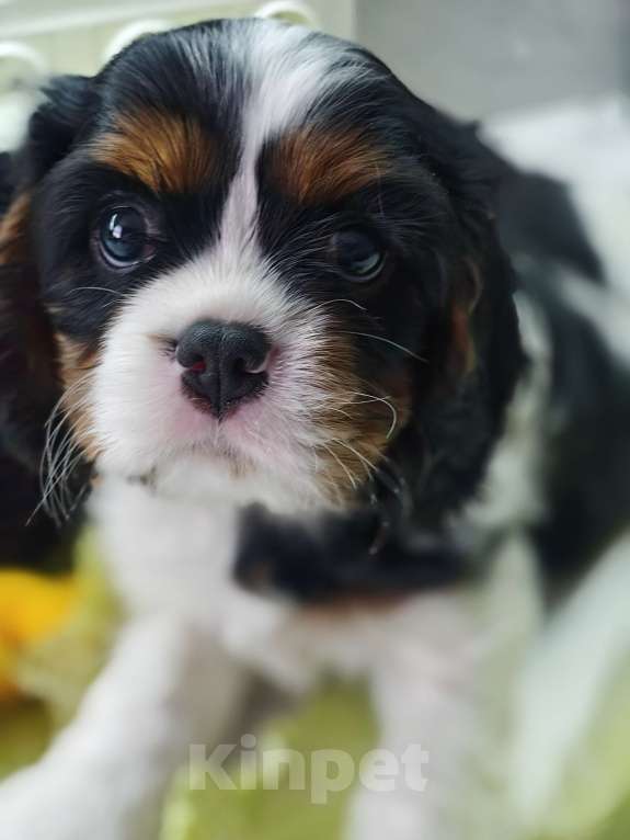 Собаки в Санкт-Петербурге: Звёздные малыши ,жемчужинки Питера. Мальчик, Бесплатно - фото 3