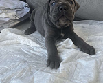 Собаки в других городах Московской области: Щенки кане-корсо Девочка, 45 000 руб. - фото 7