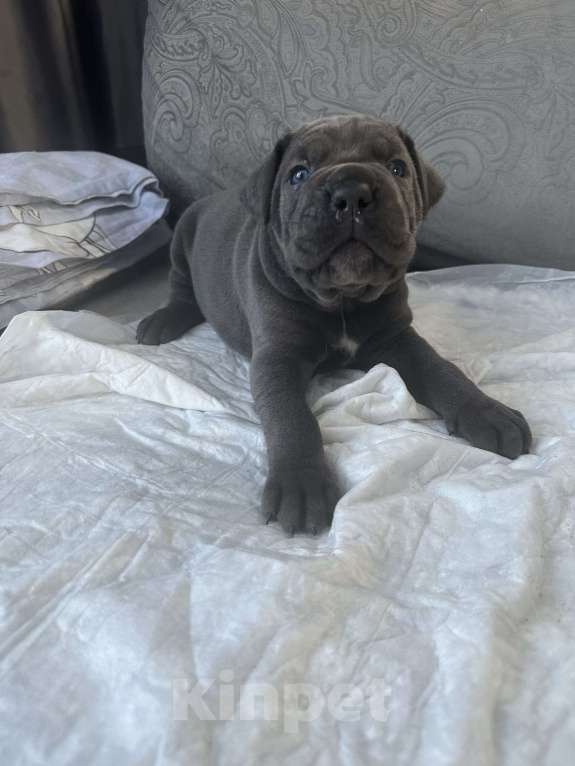 Собаки в других городах Московской области: Щенки кане-корсо Девочка, 45 000 руб. - фото 7