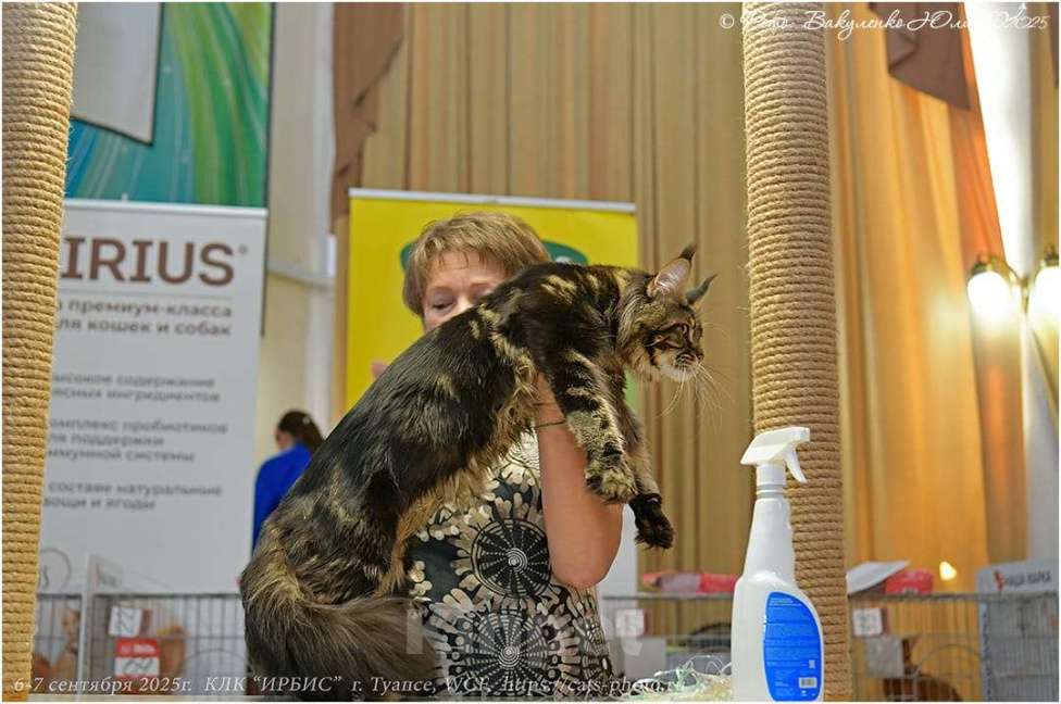 Кошки в Краснодаре: Нафаня Мальчик, 50 000 руб. - фото 6