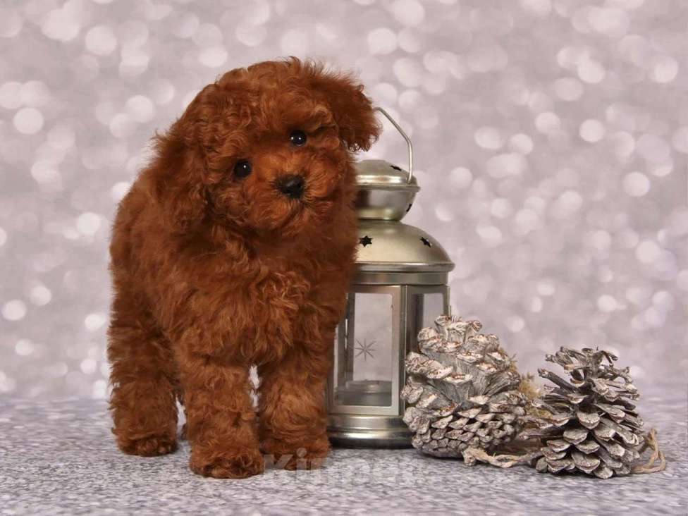 Собаки в других городах Московской области: Щенок мальчик Тедди Пудель Мальчик, 150 000 руб. - фото 3