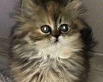 Кошки в Москве: Персидский котенок Девочка, 28 000 руб. - фото 3