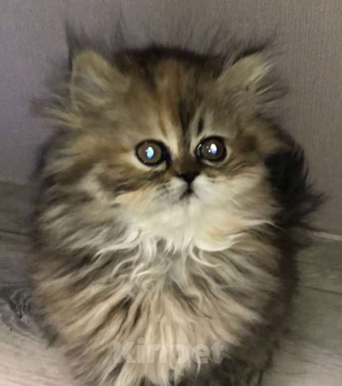 Кошки в Москве: Персидский котенок Девочка, 28 000 руб. - фото 3