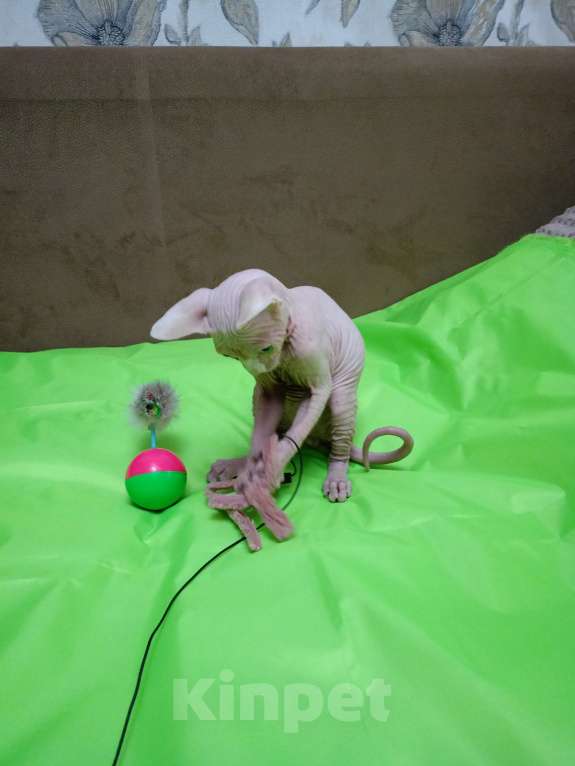 Кошки в Москве: Канадский сфинкс котёнок Мальчик, 15 000 руб. - фото 4