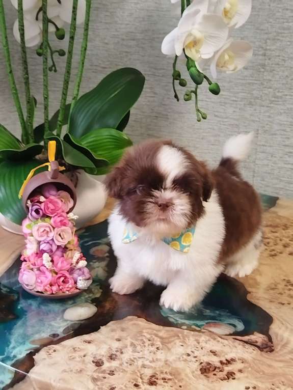 Собаки в других городах Московской области: Щенок ши тцу Мальчик, Бесплатно - фото 1