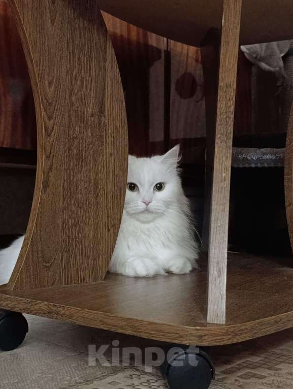 Кошки в Омске: Помогите найти Девочка, 3 000 руб. - фото 4