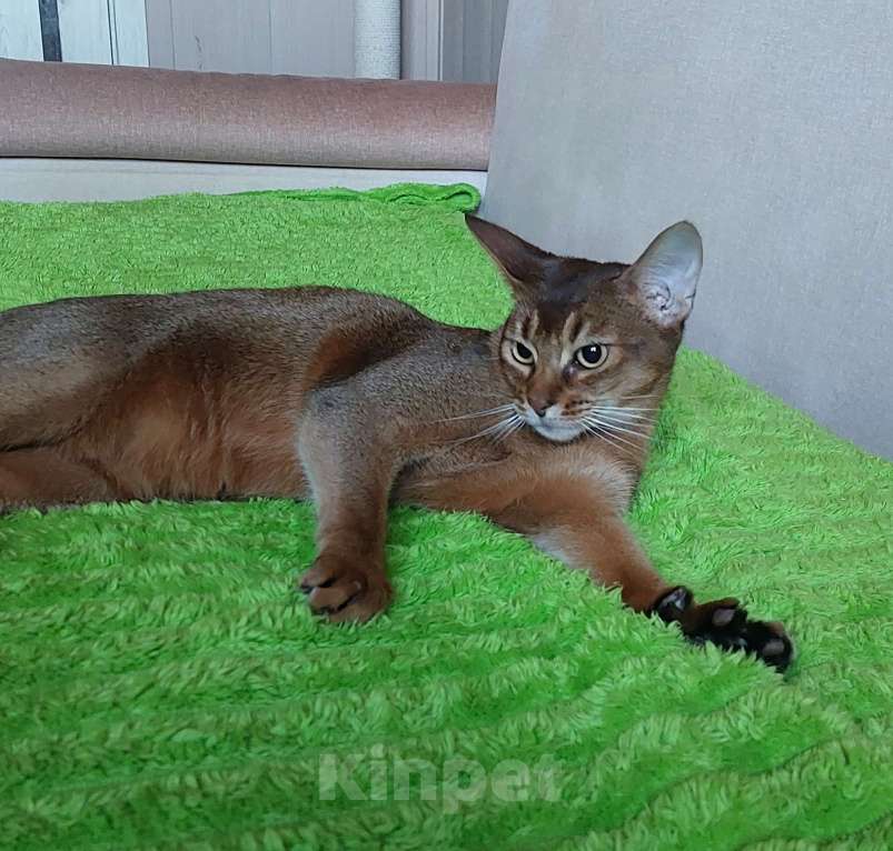 Кошки в Москве: Абиссинская отдам Девочка, Бесплатно - фото 2