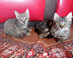 Кошки в Новокубанске: Шотландские котята, 100 руб. - фото 1