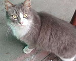 Кошки в Ливны: Пушистая, ласковая красавица ищет дом, Бесплатно - фото 2