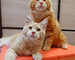 Кошки в Нижнем Новгороде: Котята мейн-кун Мальчик, 20 руб. - фото 1