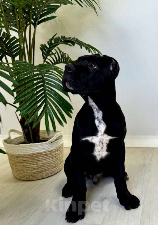 Собаки в Казани: Кобель Кане-Корсо Мальчик, 70 000 руб. - фото 2