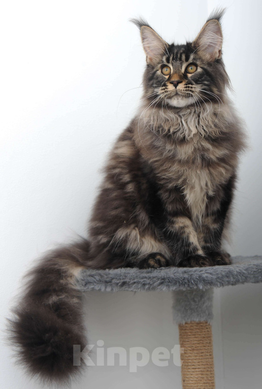 Кошки в Москве: Шубастый котенок мейн-кун  Мальчик, 70 000 руб. - фото 10