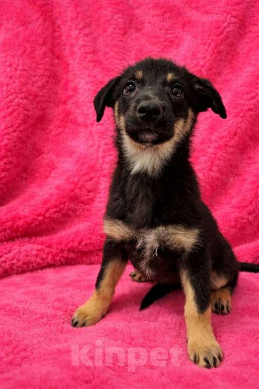 Собаки в Москве: Девочка щенок Гайка ищет дом Девочка, Бесплатно - фото 7