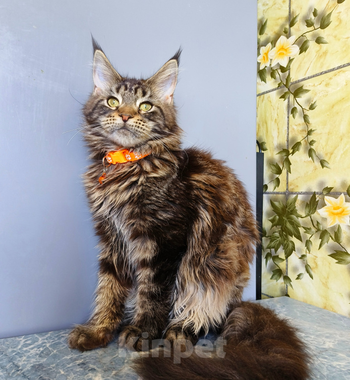 Кошки в Москве: Котенок Мейн-Кун Девочка Девочка, 40 000 руб. - фото 3