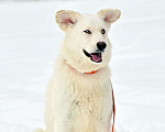 Собаки в Москве: Белочка ищет дом Девочка, Бесплатно - фото 7