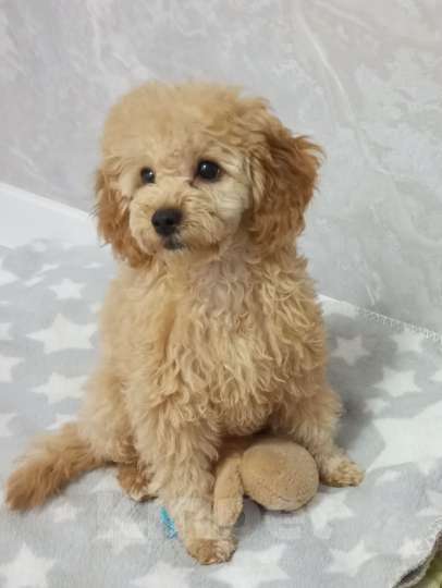 Собаки в Лиски: Той пудель девочка Девочка, 40 000 руб. - фото 1