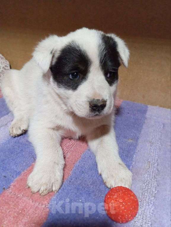 Собаки в Москве: Трогательные щеночки (3 мес.) срочно ищут дом Мальчик, Бесплатно - фото 7