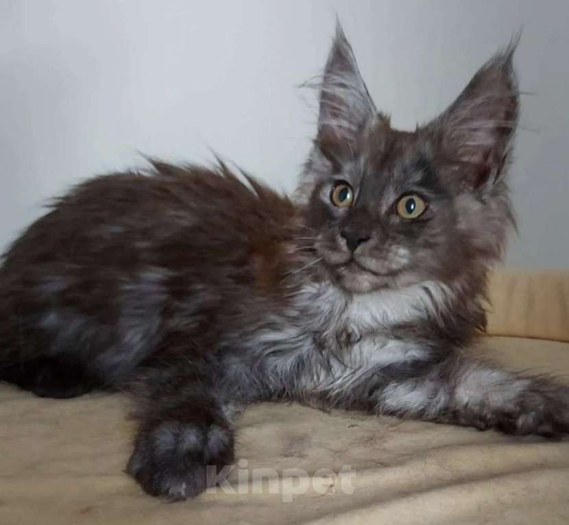 Кошки в Павловском Посаде: Мейн-кун мальчик 2 месяца Мальчик, 37 000 руб. - фото 1