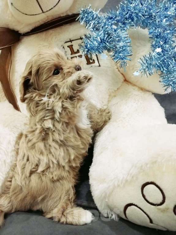 Собаки в Лиски: Мальтипу F1 мини Мальчик, 60 000 руб. - фото 1