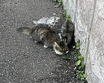 Кошки в Красноярске: Котята и мама-кошка Разнополые, Бесплатно - фото 3