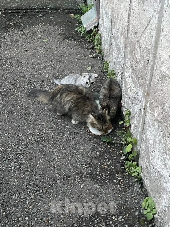Кошки в Красноярске: Котята и мама-кошка Разнополые, Бесплатно - фото 3