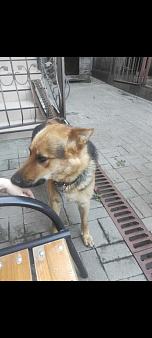 Пропала собака