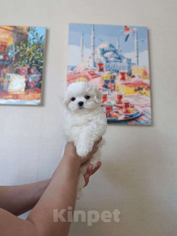 Собаки в Казани: Шенки от хороших производителей Разнополые, 50 000 руб. - фото 4