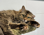 Кошки в Ярославле: кошка в добрые руки Девочка, Бесплатно - фото 1