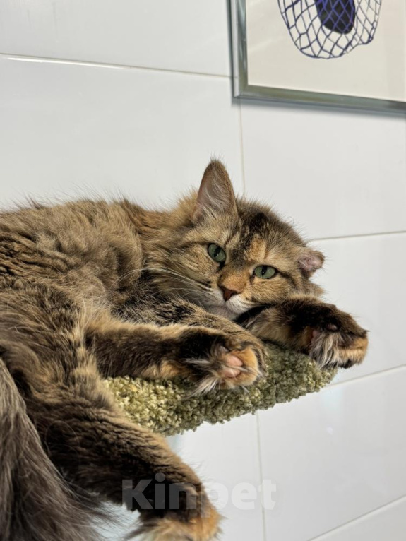 Кошки в Ярославле: кошка в добрые руки Девочка, Бесплатно - фото 1