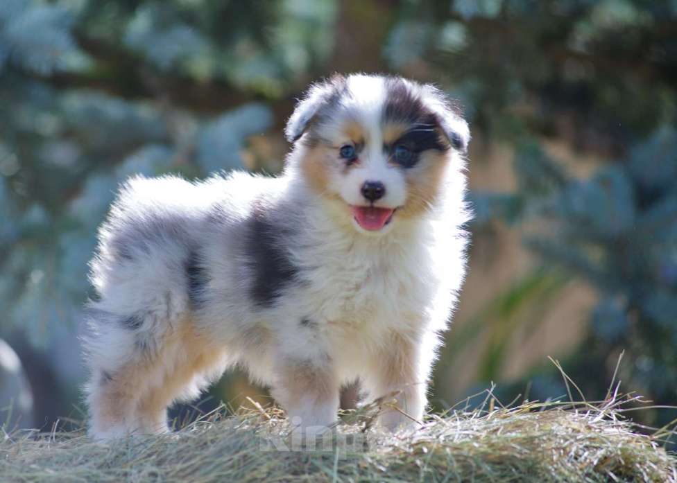 Собаки в Пушкино: Щенки австралийской овчарки  Девочка, 120 000 руб. - фото 3